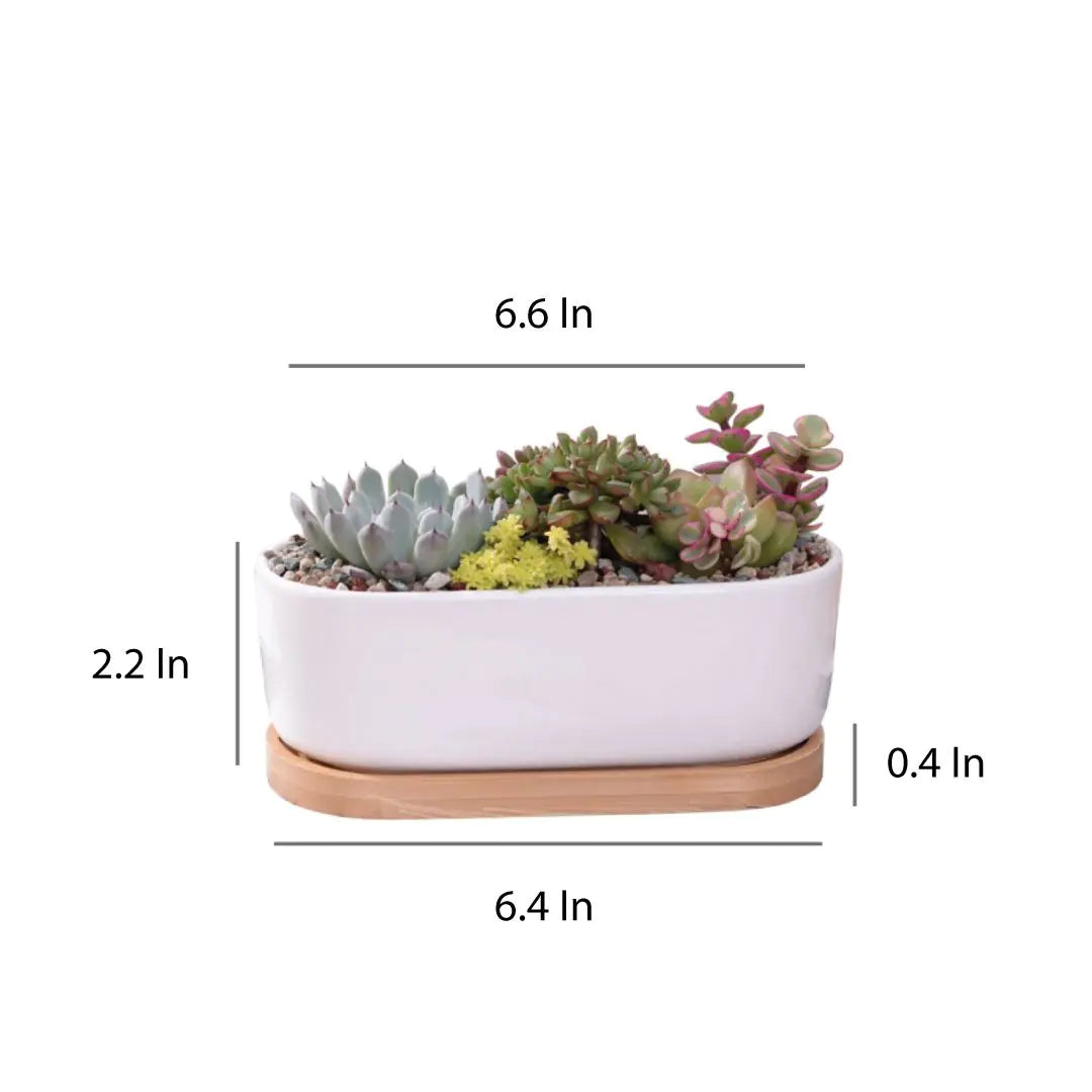 Succulent Planter -Elongated